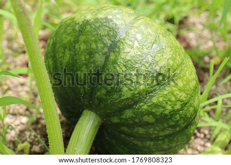 This is a picture of the Buttercup Squash.