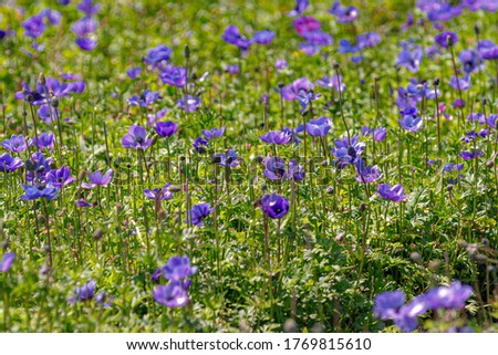 Selective focus blue flowers of Anemone coronaria in the field, The poppy anemone, Spanish marigold, or windflower is a species of flowering plant in the genus Anemone, Nature floral background.