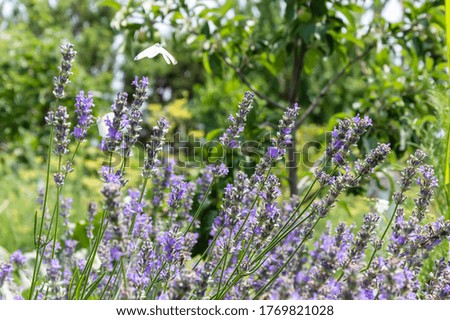 Purple lavender flowers in garden on sunny summer day. Fragrant flowers with blurred green grass in the background