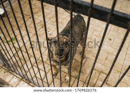 Dogs in a stray dog ​​shelter