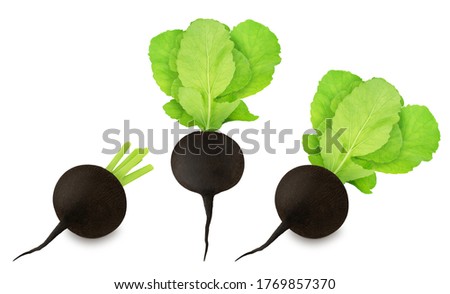 Set of fresh whole and black radish isolated on a white background. Clip art image for package design.