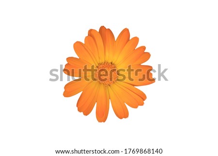 Orange flower on a white background