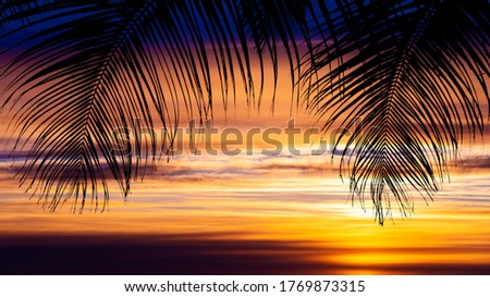 Palm trees silhouettes during sunset. 