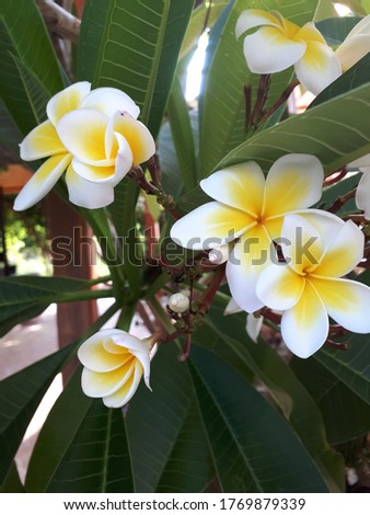 algerian magnolia mediterranean flower beautiful 