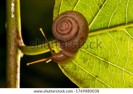 Asian Trampsnail with Round Shell with Beautiful Back light Moving on the Leaf