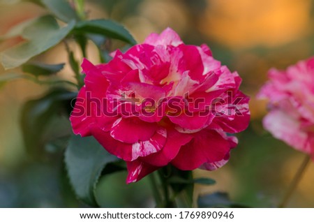 Colorful bush of Camille Pissarro roses in the garden. Beautiful pink and yellow striped rose