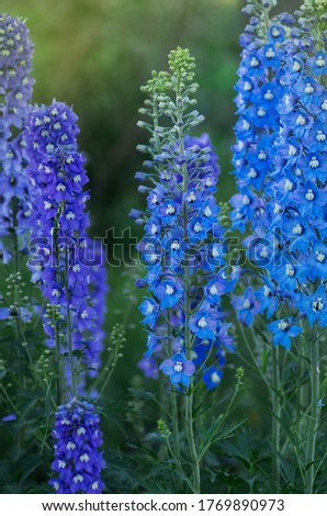 Delphinium in the garden. Blue delphinium flower as nice natural background Royalty-Free Stock Photo #1769890973