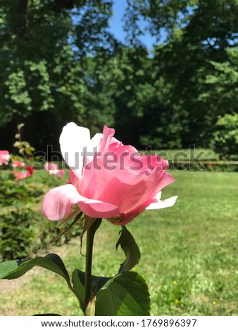 Flowers in a park near Brno