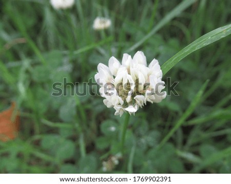 Clover flower in the grass