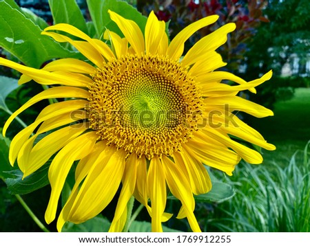 Bright and cheery, brilliant, yellow, Young sunflower￼ With extra long petals facing west. 