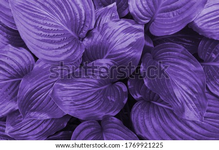 Purple background of leaves.The leaves of a Lily flower. Texture.