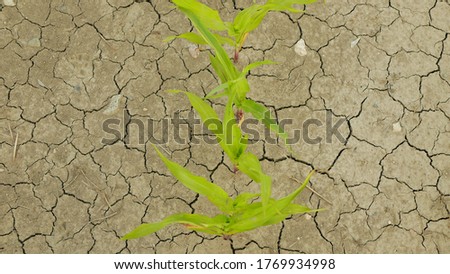 Drought field land maize corn leaves Zea mays, drying up soil, drying up the soil cracked, climate change, environmental disaster earth cracks agricultural problem dry, agriculture vegetables leaf