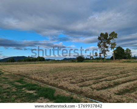 Farmer on a tractor drives on a farm field. Agriculture and agribusiness. Growing vegetables. Land market, lease of plots for sowing. Agricultural land. Revival of rural settlements, farms subsidies