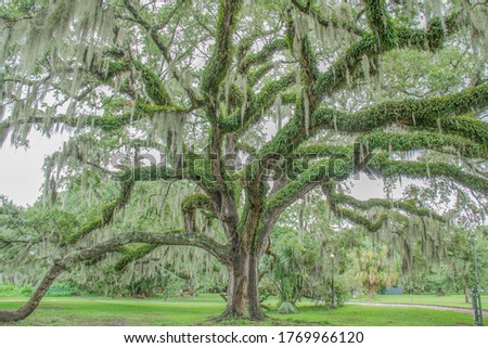 New Orleans Tree On Overcast Day