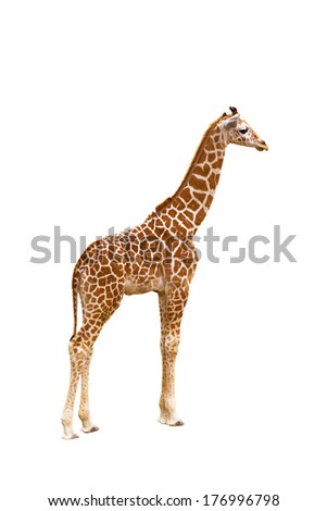 Giraffe (Giraffa camelopardalis), isolated on white background Portrait of a giraffe isolated on white background 