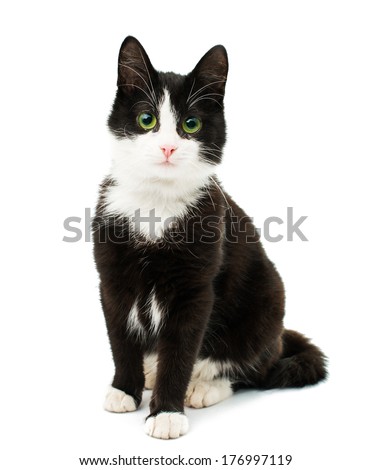 Black & white cat sit on white isolated background. Royalty-Free Stock Photo #176997119
