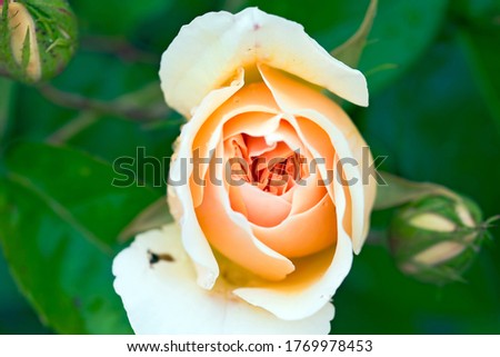 A beautifully developed rose that grows in nature