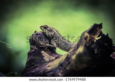 A reptile sitting on a dead tree branch with good skin texture, it's a indian reptile, this animal can change his skin colour every enviourment 