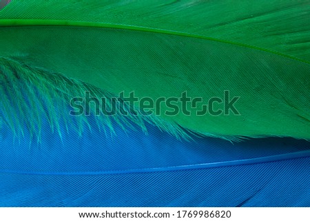 Blue and green feather texture close up