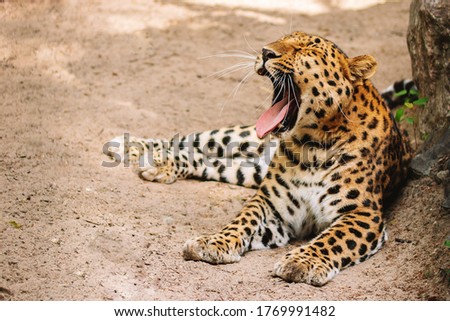  Beautiful leopard yawns lying on the sand. High quality photo