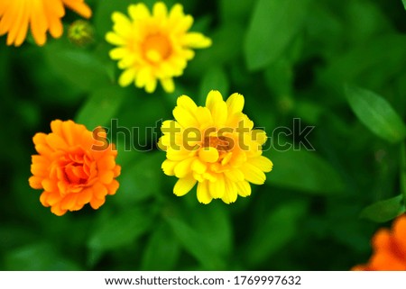 Yellow beautiful raster flowers in green like calendula