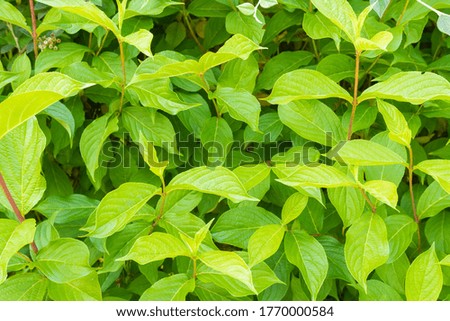 Big tree leaves. Beautiful natural background. Perfect for a desktop backdrop. Verdant green.