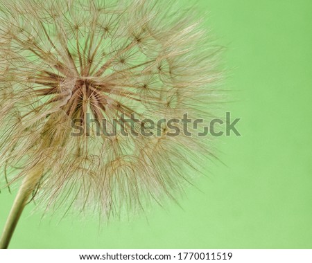 Goats beard blossom in full seed, selectively focused and photographed on a pastel green  background.