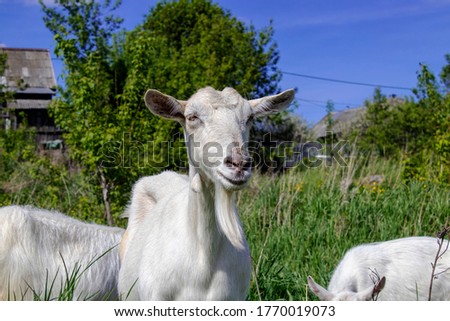 A goat standing in a green pasture with valley at the background