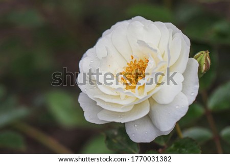 White garden rose with a yellow middle is covered with drops of water, close-up. Beautiful wildlife photos.