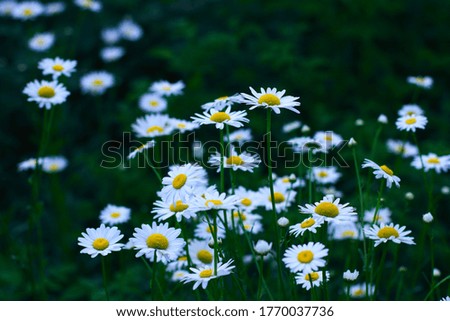 
Blooming daisies on the field. Summer floral background.