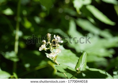 The picture shows Rubus sp. in its natural surrounding