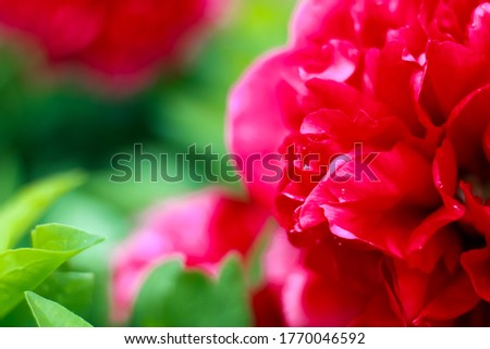 a very beautiful red rose photographed close up
