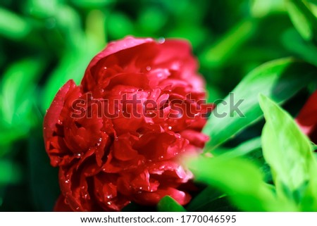 a very beautiful red rose photographed close up
