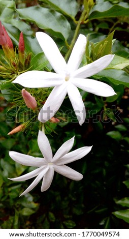 star jasmine flowers image  in nature