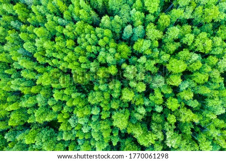 Aerial view of autumn trees. Colorful trees from above. Panorama