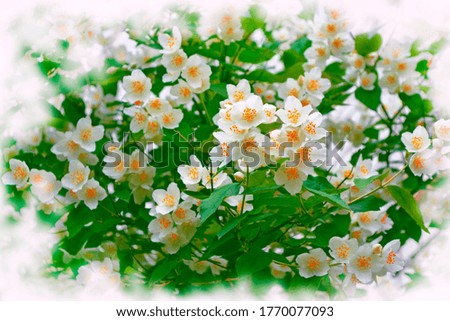 White jasmine. The branch delicate spring flowers. nature