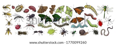 Large set of insects, in it butterflies, caterpillars, spiders, aphids, ladybugs, wasps, bees, mosquitoes, stag beetles, worms, dragonflies, snails, flies, ant, Colorado beetles, mole cricket.