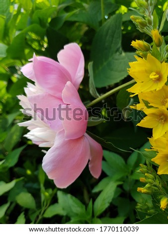 Disheveled pink peony and yellow flowers in the summer garden