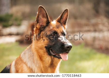 German shepherd in the park. Portrait of a purebred dog.