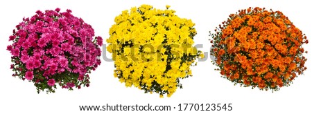 Collection chrysanthemum multiflora flowers orange, yellow and pink in pot isolated on white background. Flat lay, top view