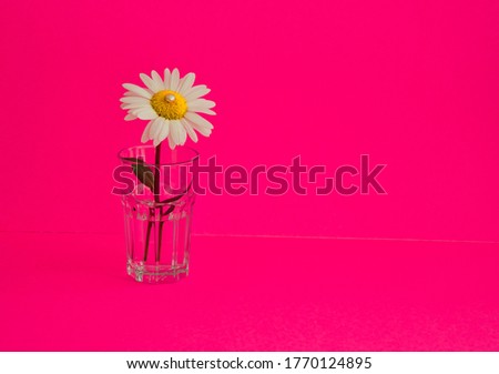 White daisy flower against a fuchsia background. 