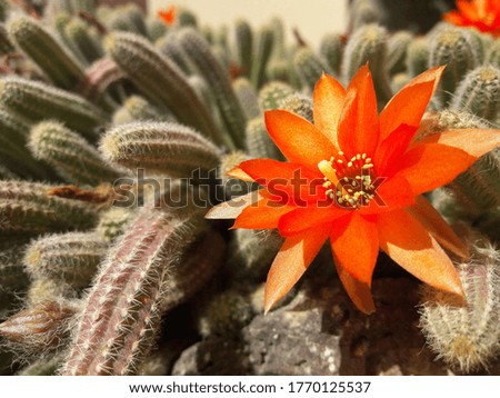cactus flower in small home garden