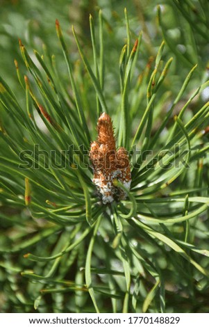 Young pine cones blooming in a pine tree branch. Stock Image