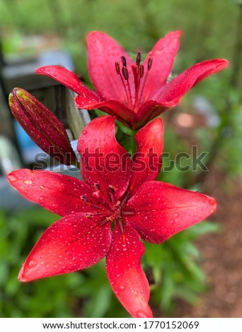 Closeup of red Asiatic lilies growing in a garden after a rain storm
