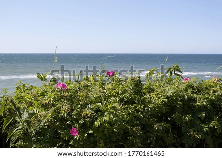 Pink wild rose Close up on blue natural background Baltic Beach
