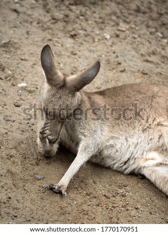 Relaxing and grooming zoo kangaroos