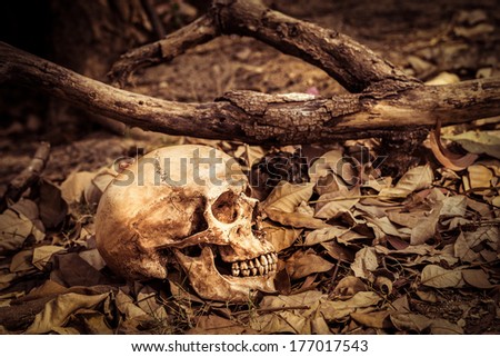 Still life, skull on dry leaves and log in the park