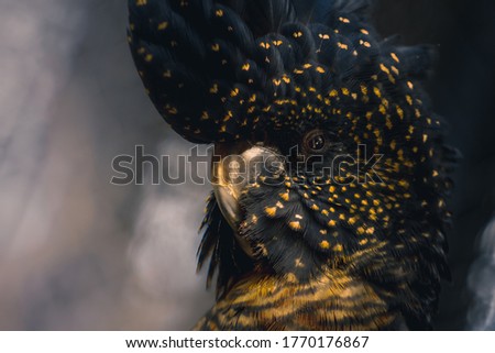A female red tailed black cockatoo