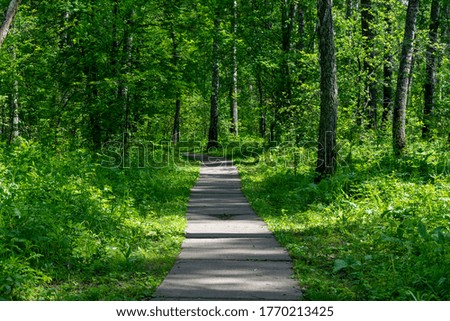 Beautiful path in the forest for sports. The path goes deep into the forest. The concept of a place for outdoor activities.