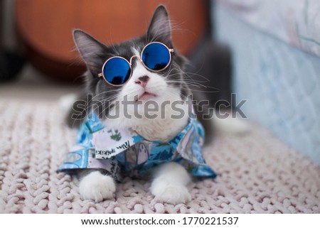Domestic medium hair cat in Hawaiian shirt wearing sunglasses lying and relaxing on knitted woolen chunky blanket. Blur of guitar on background.